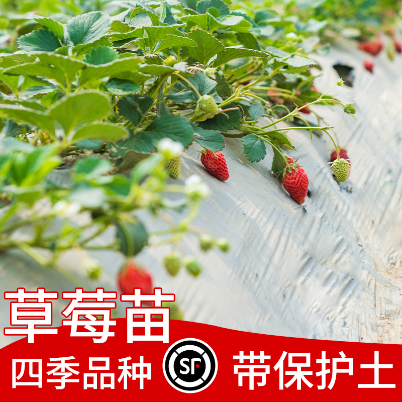 奶油草莓苗四季盆栽食用带土丹东99香蕉四季结果南方阳台新苗种植