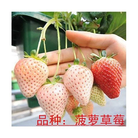 草莓苗盆栽四季食用红颜隋珠香蕉带果带花带盆土章姬阳台水果苗