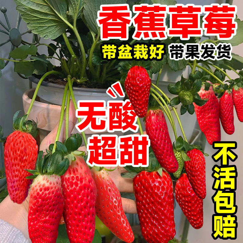 香蕉草莓苗盆栽果树果苗带盆土奶油黑草莓四季种植南北方室内植物