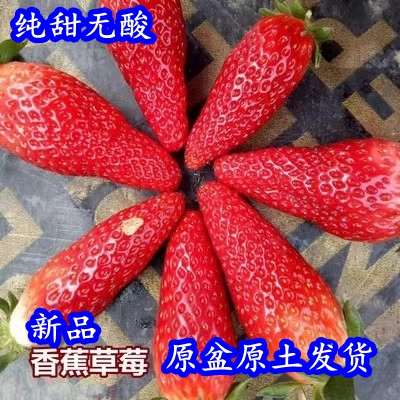 香蕉草莓苗盆栽带盆带土种籽子可食用红颜奶油四季结果阳台种植苗
