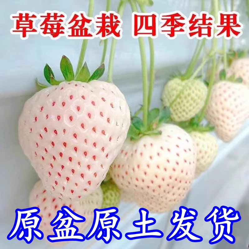 白雪公主草莓苗白草莓红颜奶油香蕉草莓苗盆栽地栽南北方四季结果