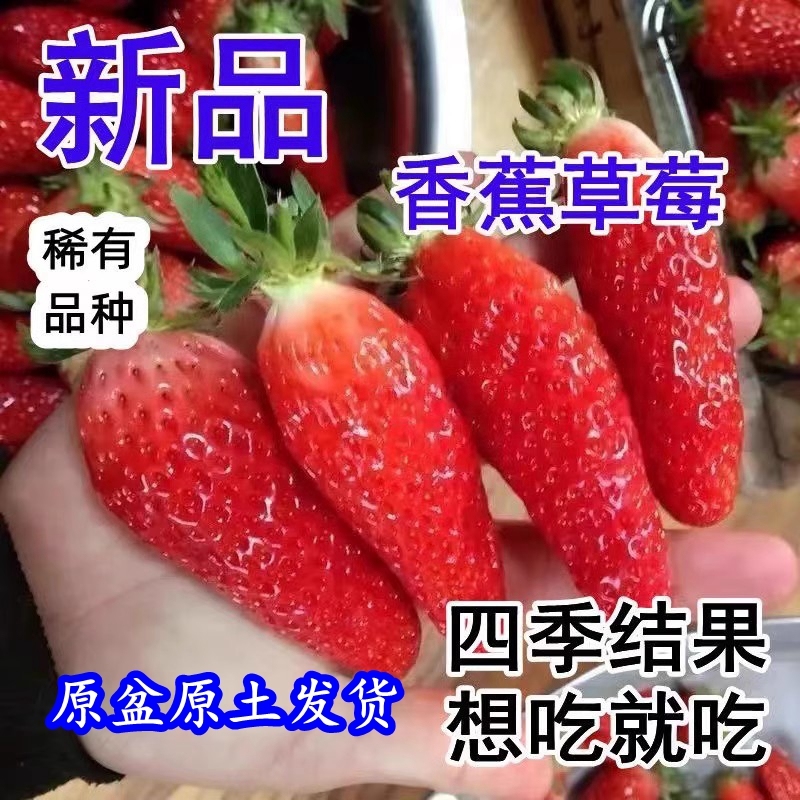 新品香蕉草莓苗四季种植盆栽奶油草莓苗南北方四季结果地栽果树苗