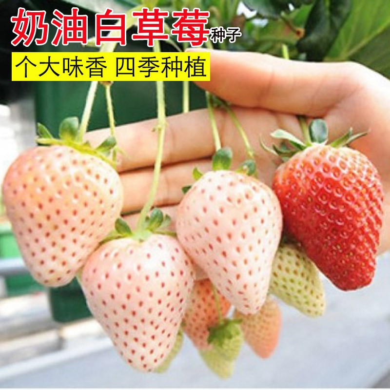 四季奶油草莓种籽子孑可食用阳台有机蔬菜水果盆栽苗香蕉草莓种籽