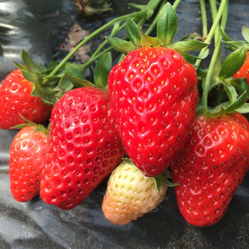 红颜草莓苗四季阳台盆栽种植丹东香蕉霹雳蜜草莓苗