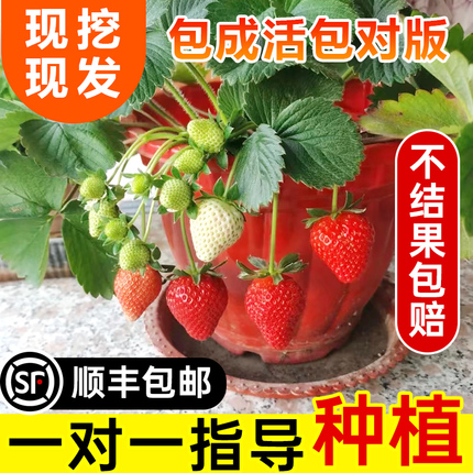 草莓苗盆栽四季种植新苗食用奶油秧苗丹东99香蕉南方阳台带土结果