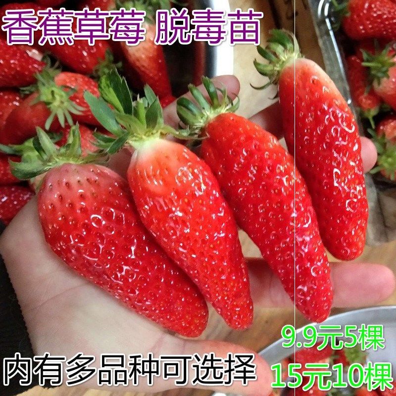 新品香蕉草莓苗四季种植盆栽甜宝草莓苗南北方四季结果地栽果树苗