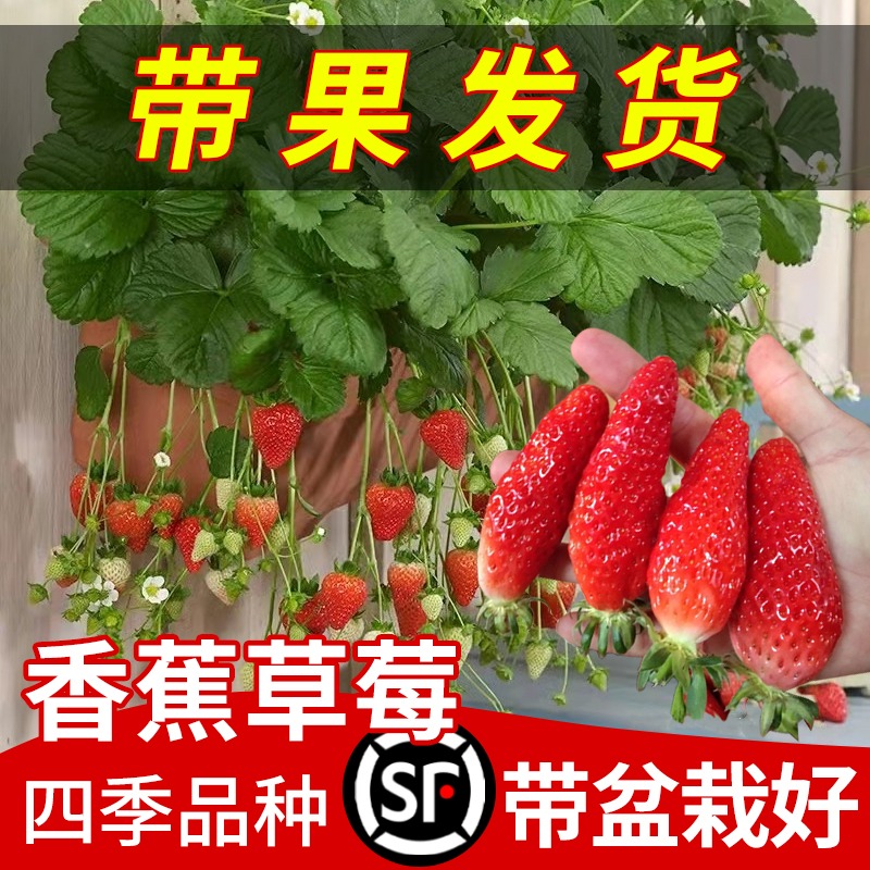 草莓苗四季盆栽食用红颜香蕉牛奶丹东99草莓阳台带花带土草莓苗秧